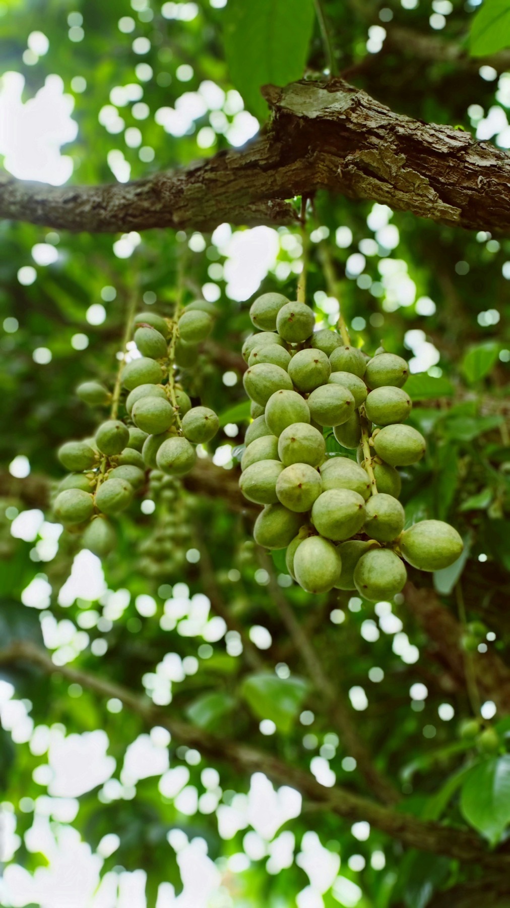 Accra, Ghana, Day 6: The Business of Shea Butter